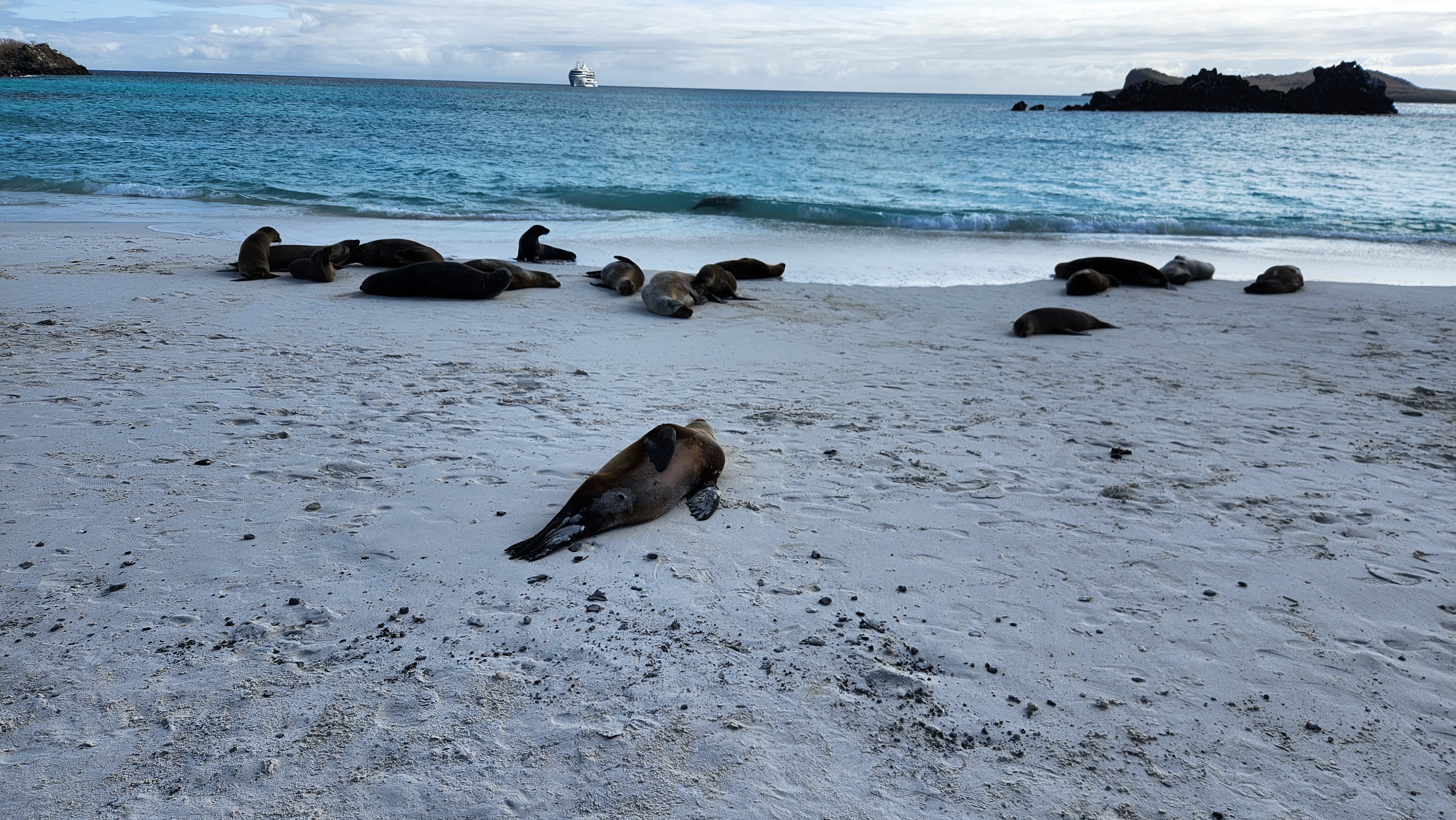 Galapagos sea lions resting on a beach with an expedition ship offshore