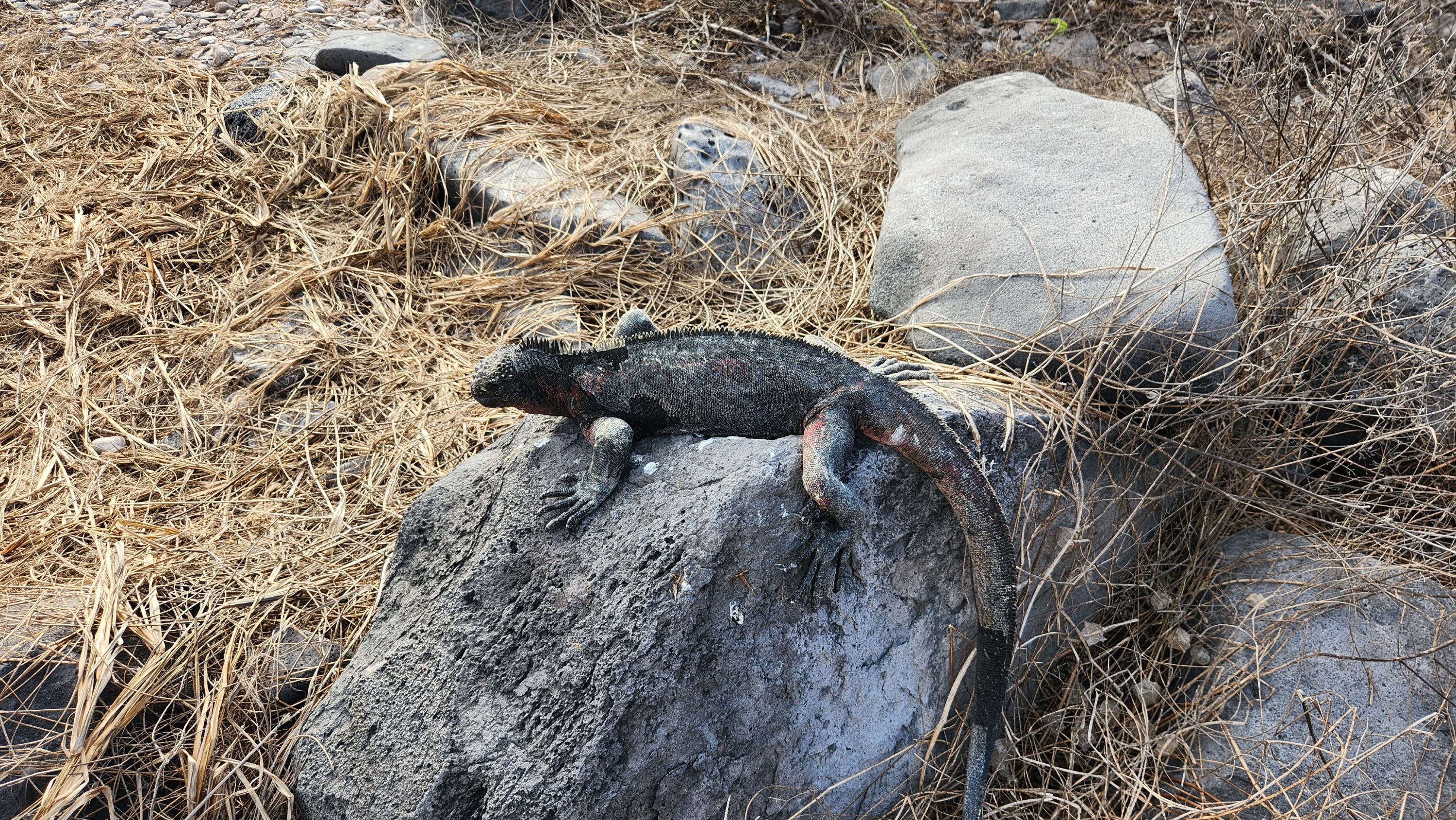 Marine iguana resting on a rock in the Galapagos during our 2023 expedition