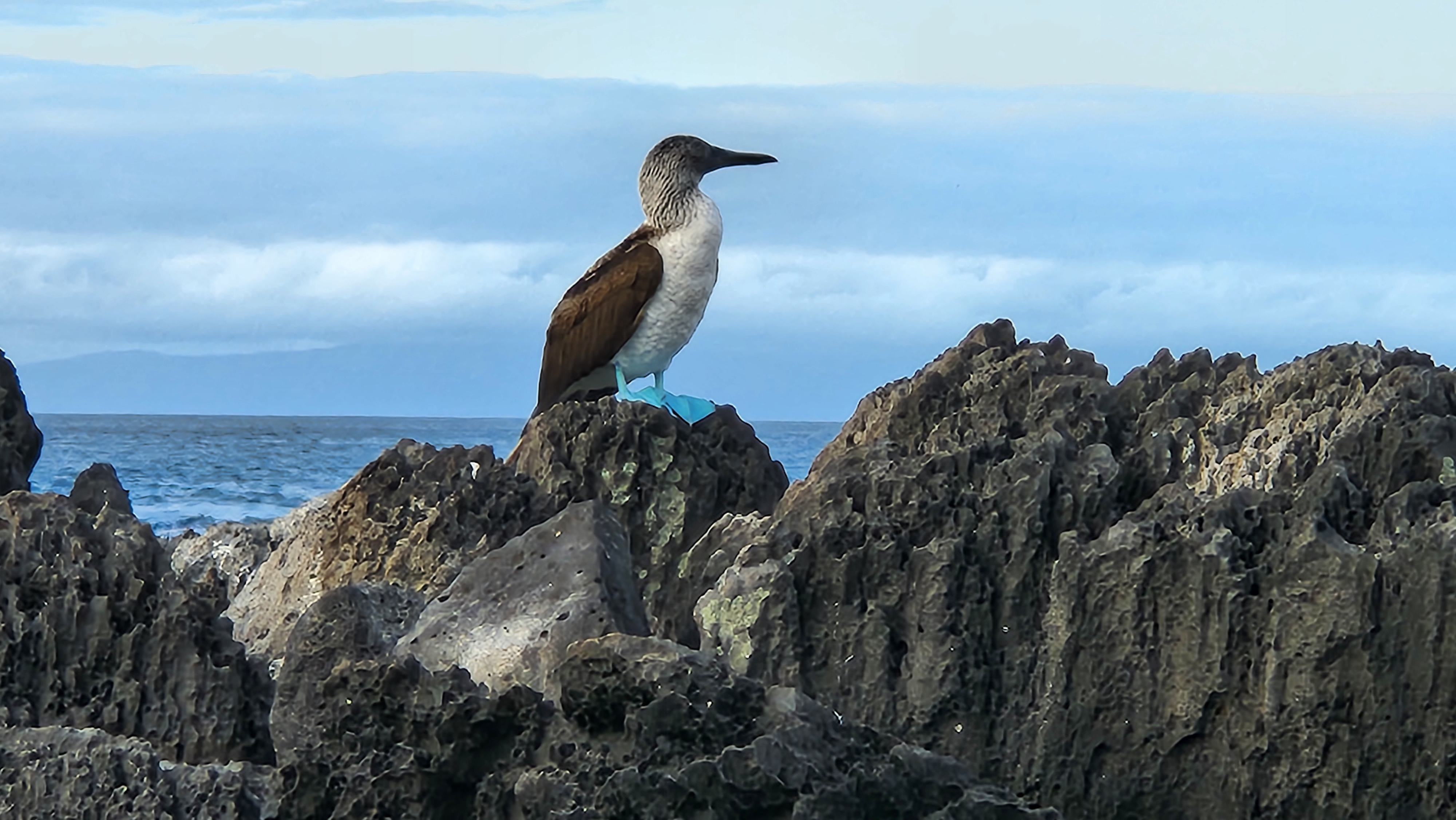Blue-footed booby perched among volcanic rocks beside the sea