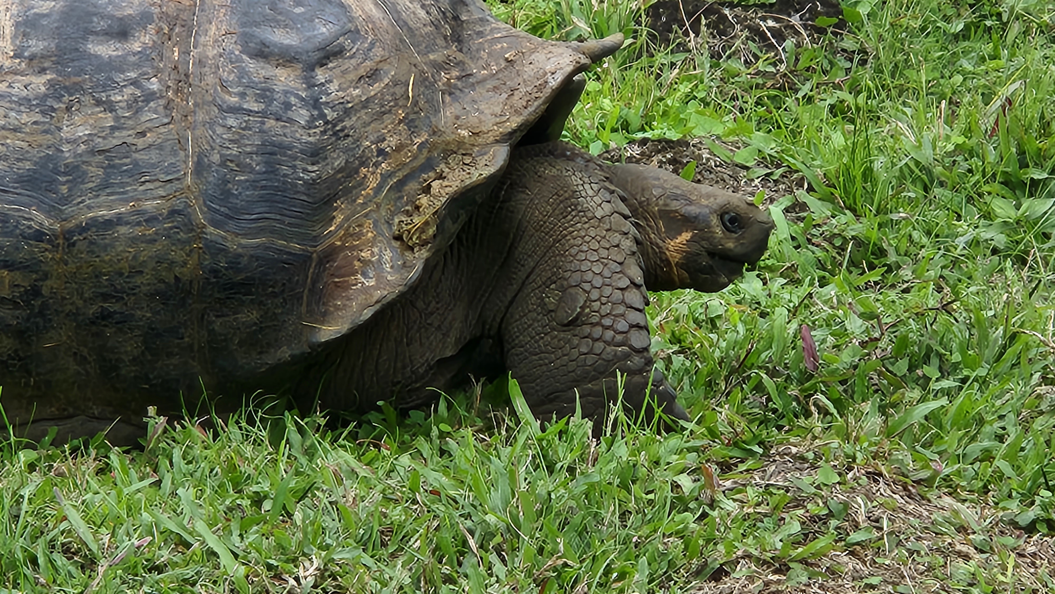 Giant Galapagos tortoise walking through green grass