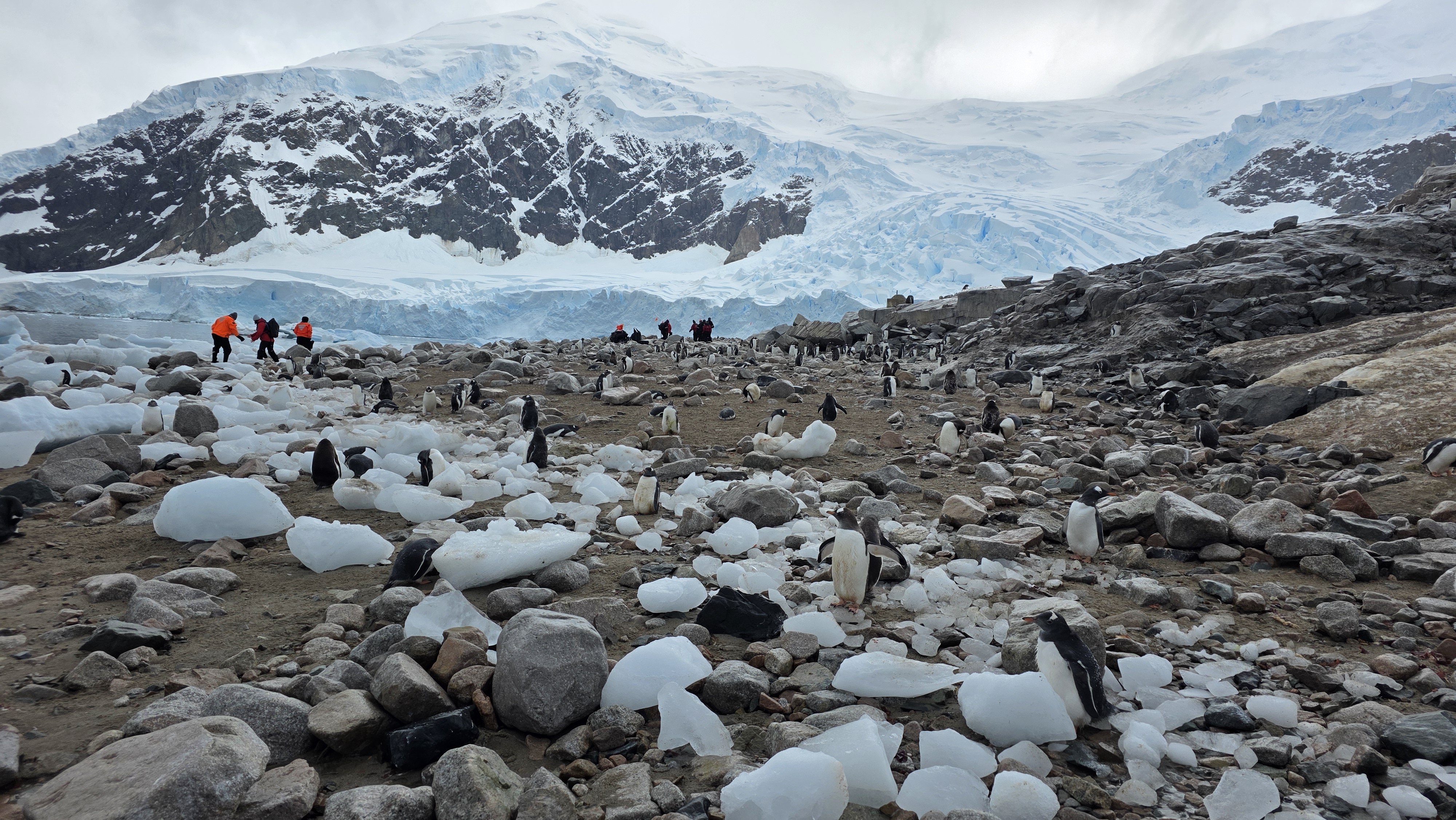 Penguin colony on a rocky Antarctic shoreline with glacier and snow-covered mountains