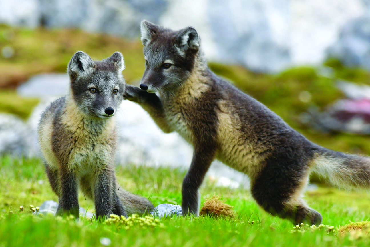 Arctic fox kits in Svalbard