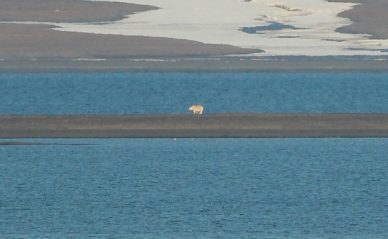 Polar bear walking along the shoreline in Svalbard during our 2023 expedition