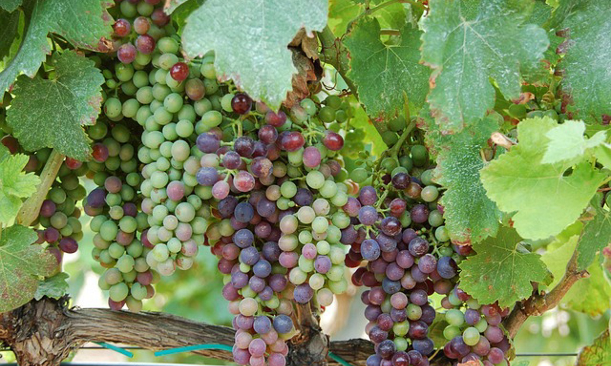 Wine grapes ripening on the vine for the 2027 Wine Lovers Cruise