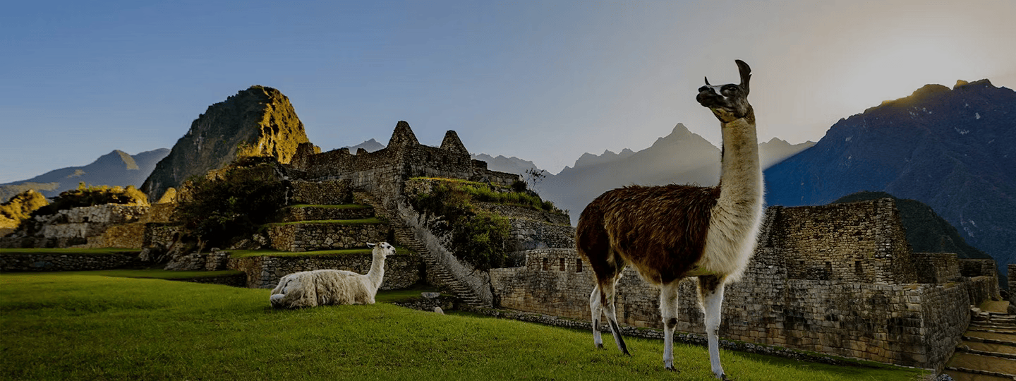 Llamas standing among the ruins of Machu Picchu in Peru