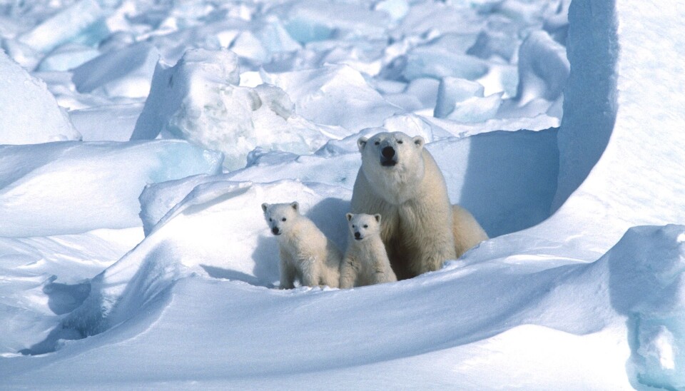 Polar bears in Svalbard